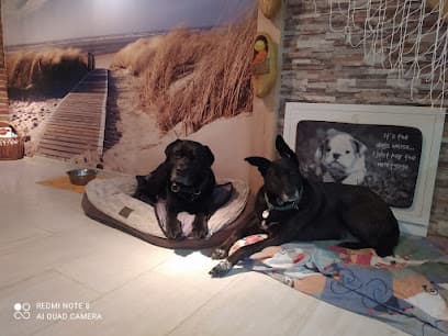 Ferienhaus "dogs welcome" - gemütliches hundefreundliches Ferienhäuschen in Tönning